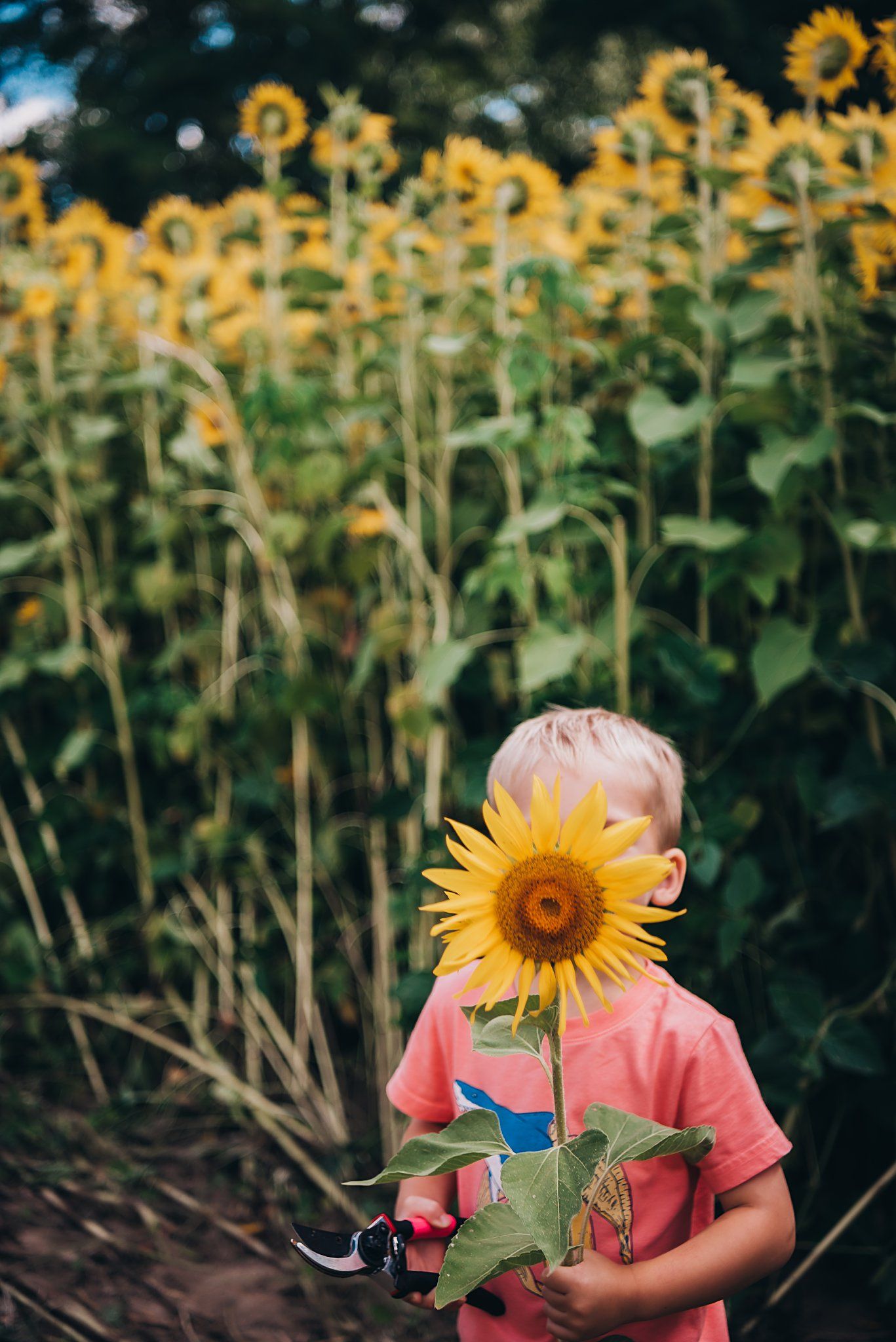 Large sunflower perfectly frames a child in pink shirt standing in a blooming sunflower field.