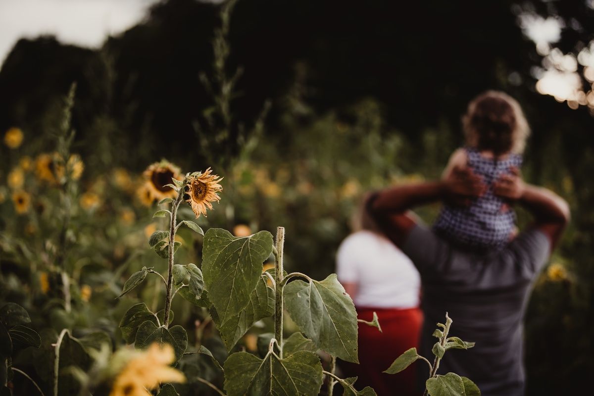 Sunflowers stand tall in a field during golden hour with figures in soft focus.