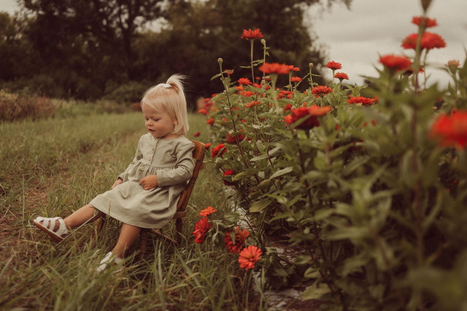 Person sitting among bright red zinnias in a dreamy garden setting at sunset.