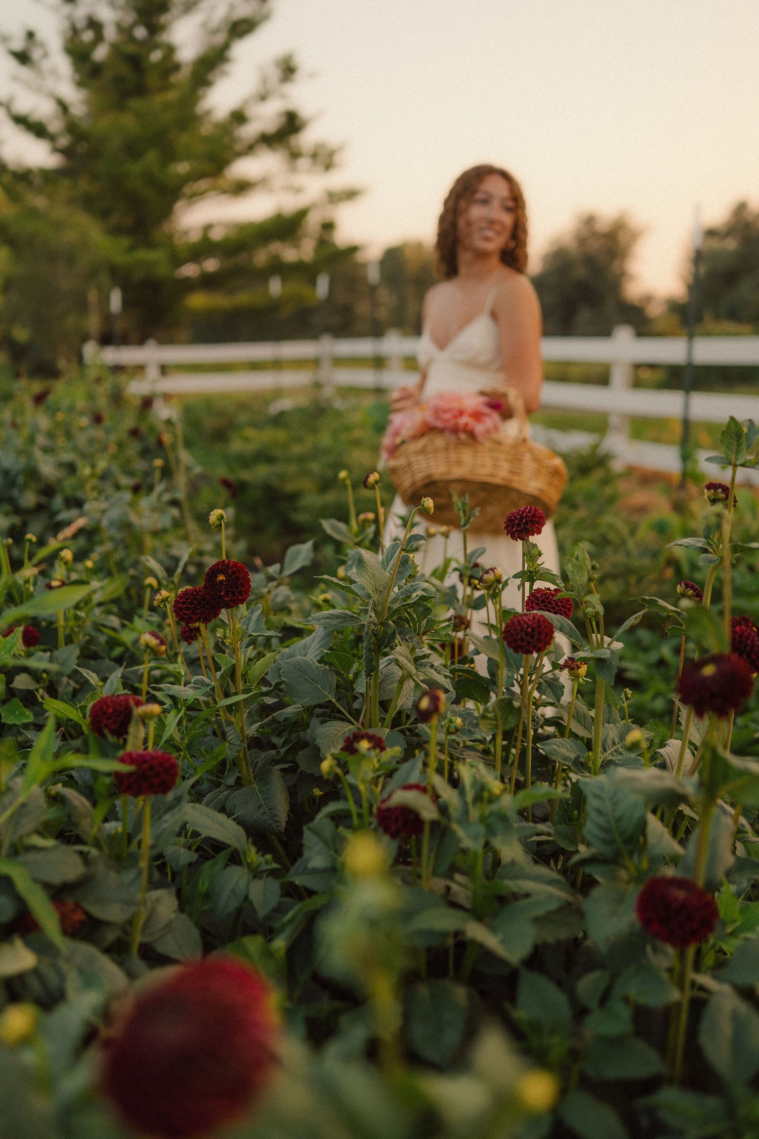 A dreamy garden scene with deep red dahlias in the foreground at sunset.
