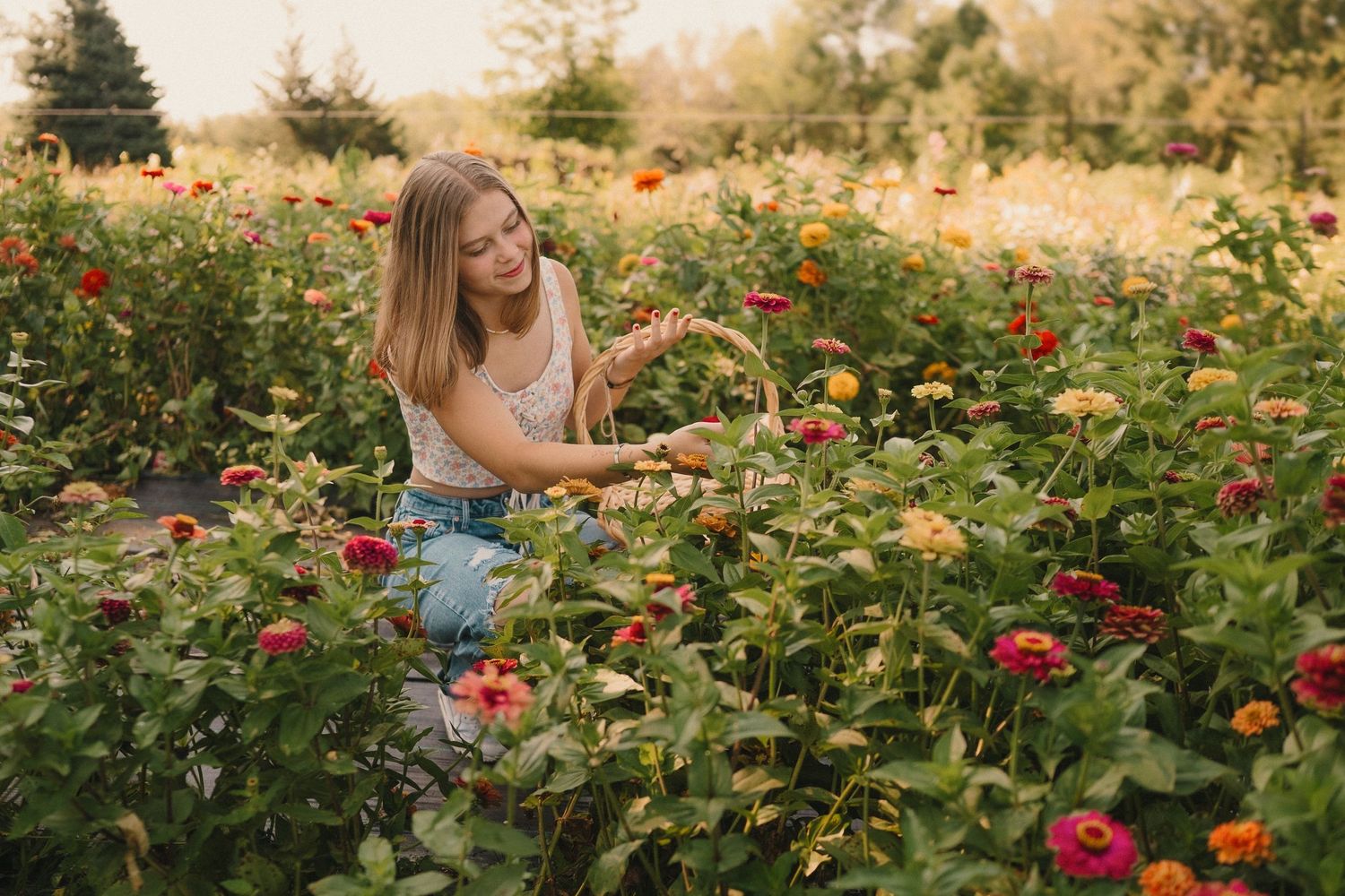 Someone picking flowers in a colorful garden filled with vibrant roses and zinnias during golden hour.