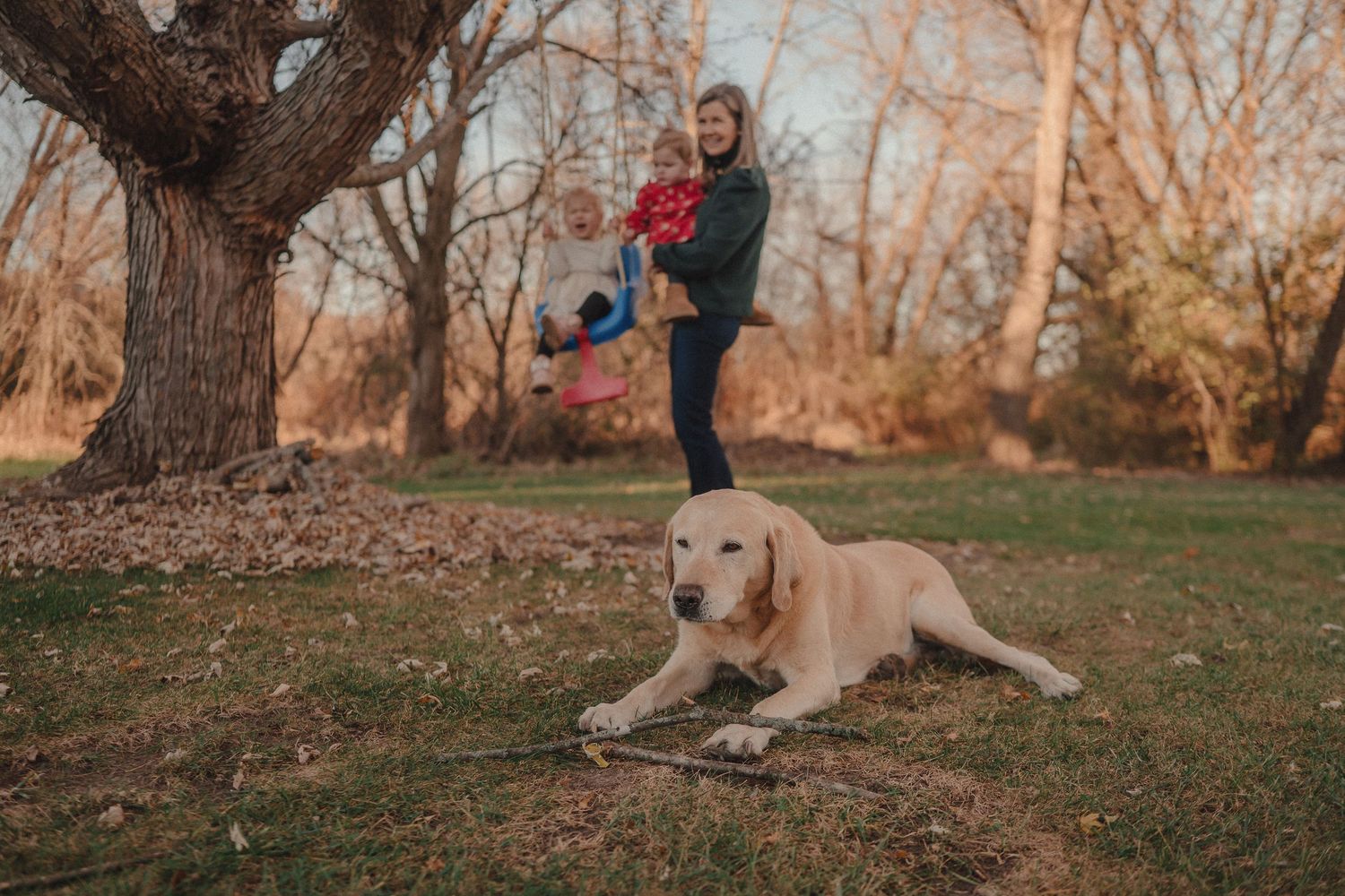 Golden retriever dog rests on grass near tree during family photo session.