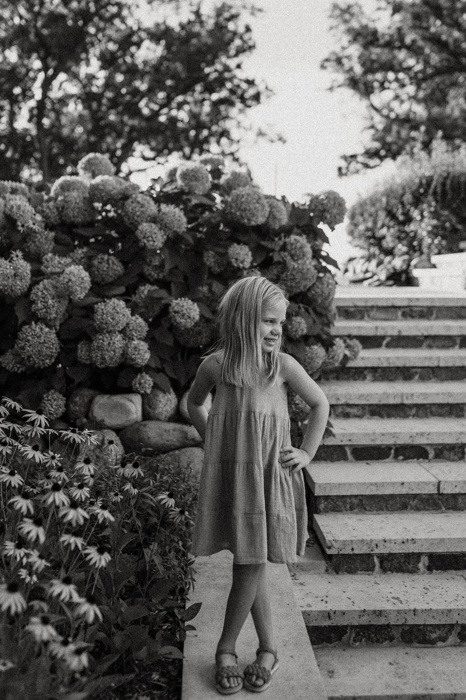 Black and white garden photo featuring stone steps and large flowering hydrangea bushes.
