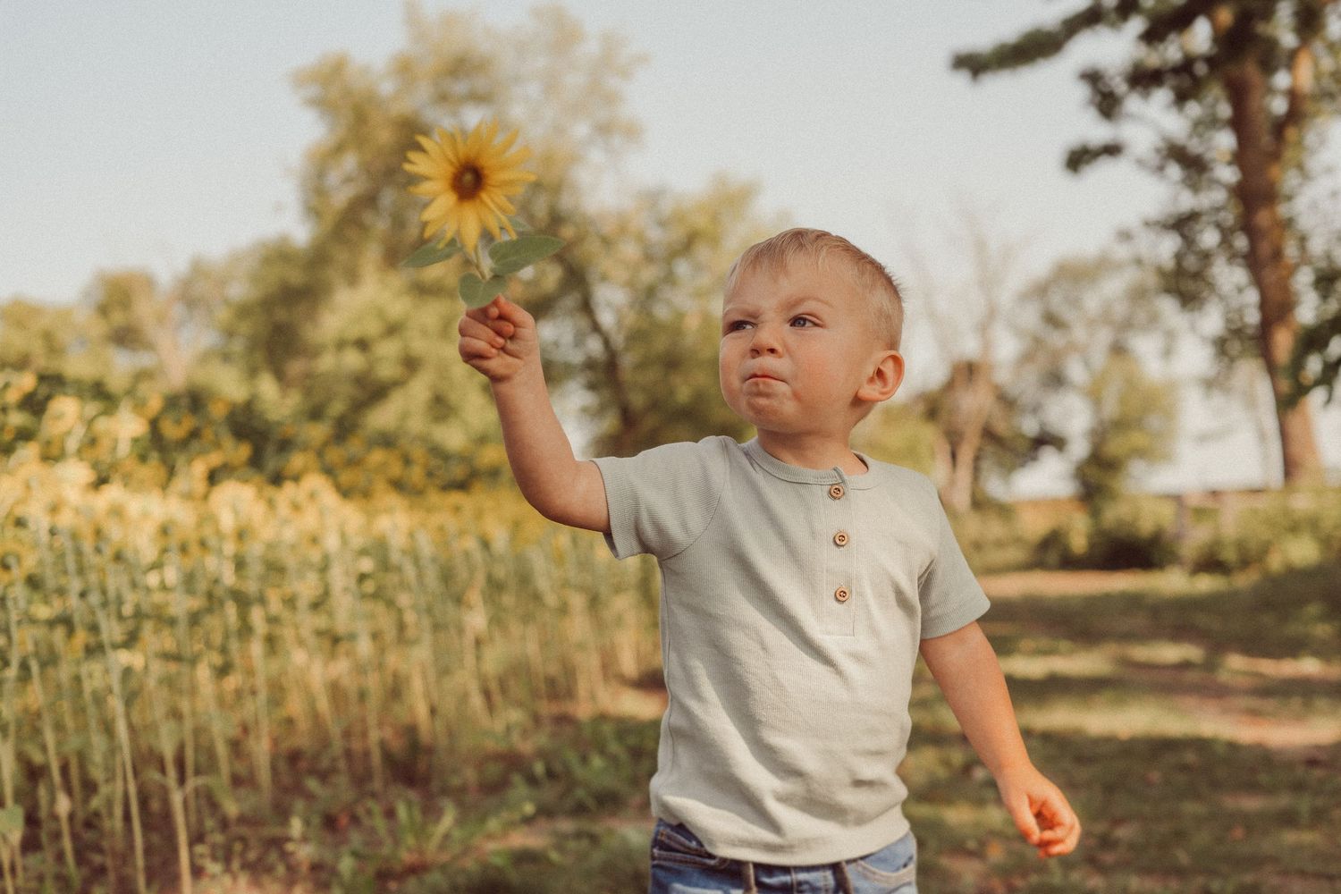 Young child playing outdoors near blooming sunflowers in warm sunlight.