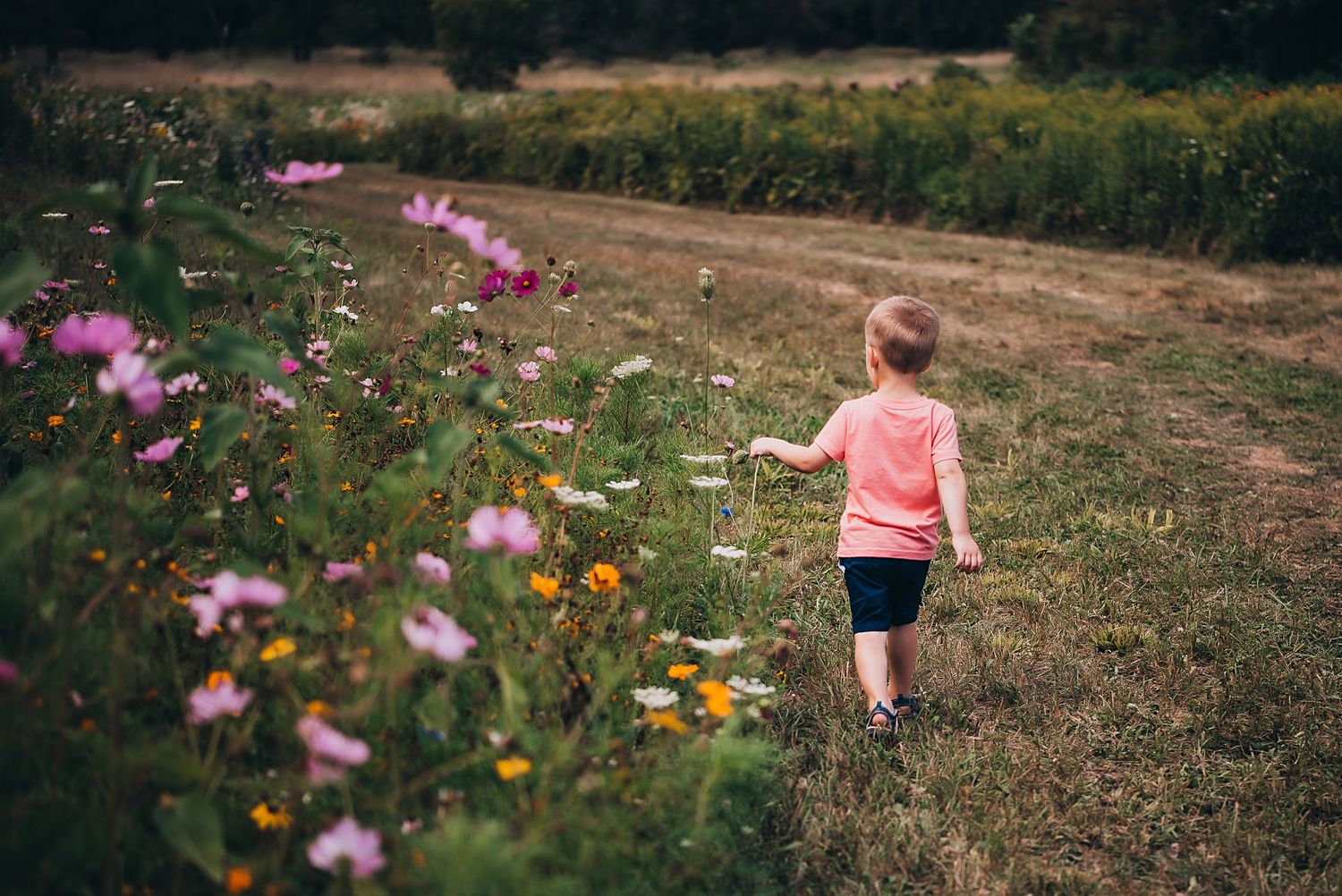 Child in pink walks along wildflower field path filled with colorful summer blooms.