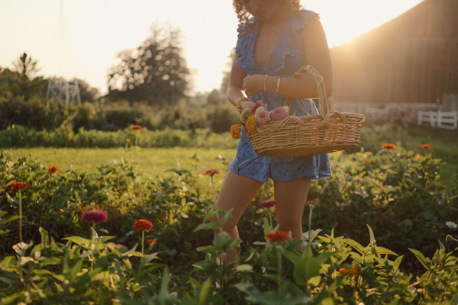 A sunlit pumpkin patch stretches across a field with golden light streaming through trees in the background.