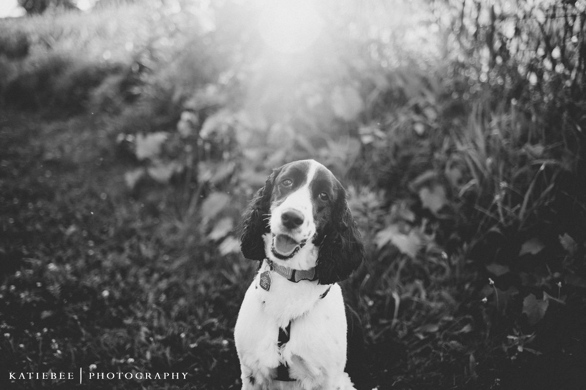 A happy black and white dog sits outdoors with a big smile in a monochrome photograph.