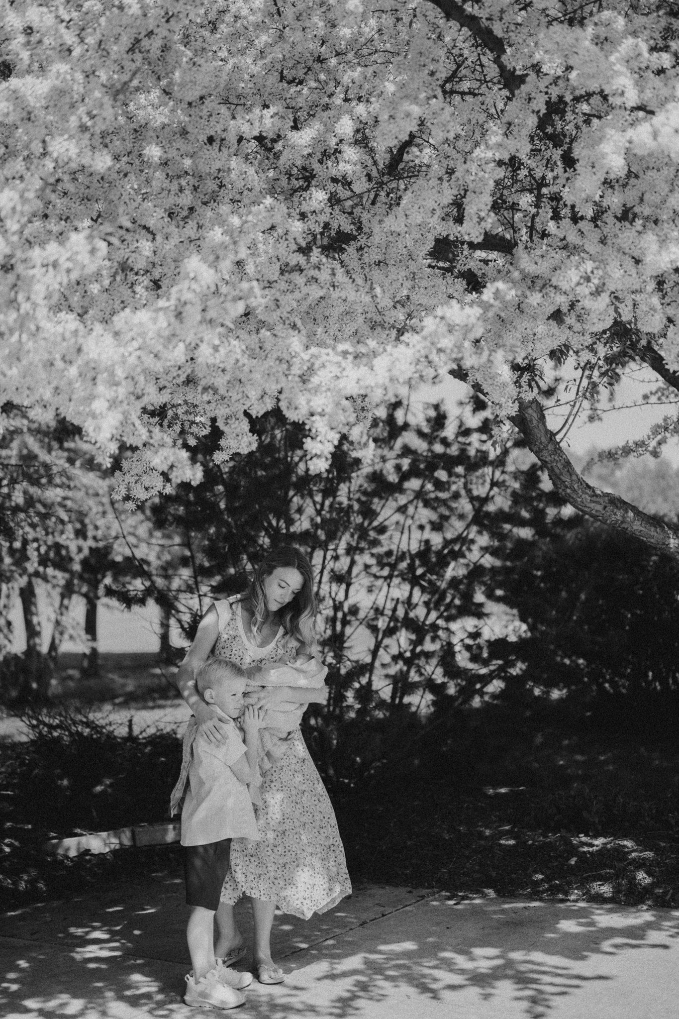 Black and white photo of two people embracing under flowering cherry trees.