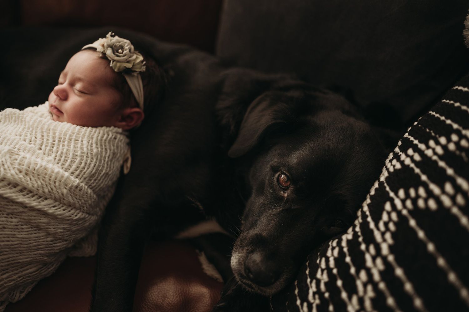 Newborn swaddled in white blanket rests peacefully next to dark sleeping dog on couch.
