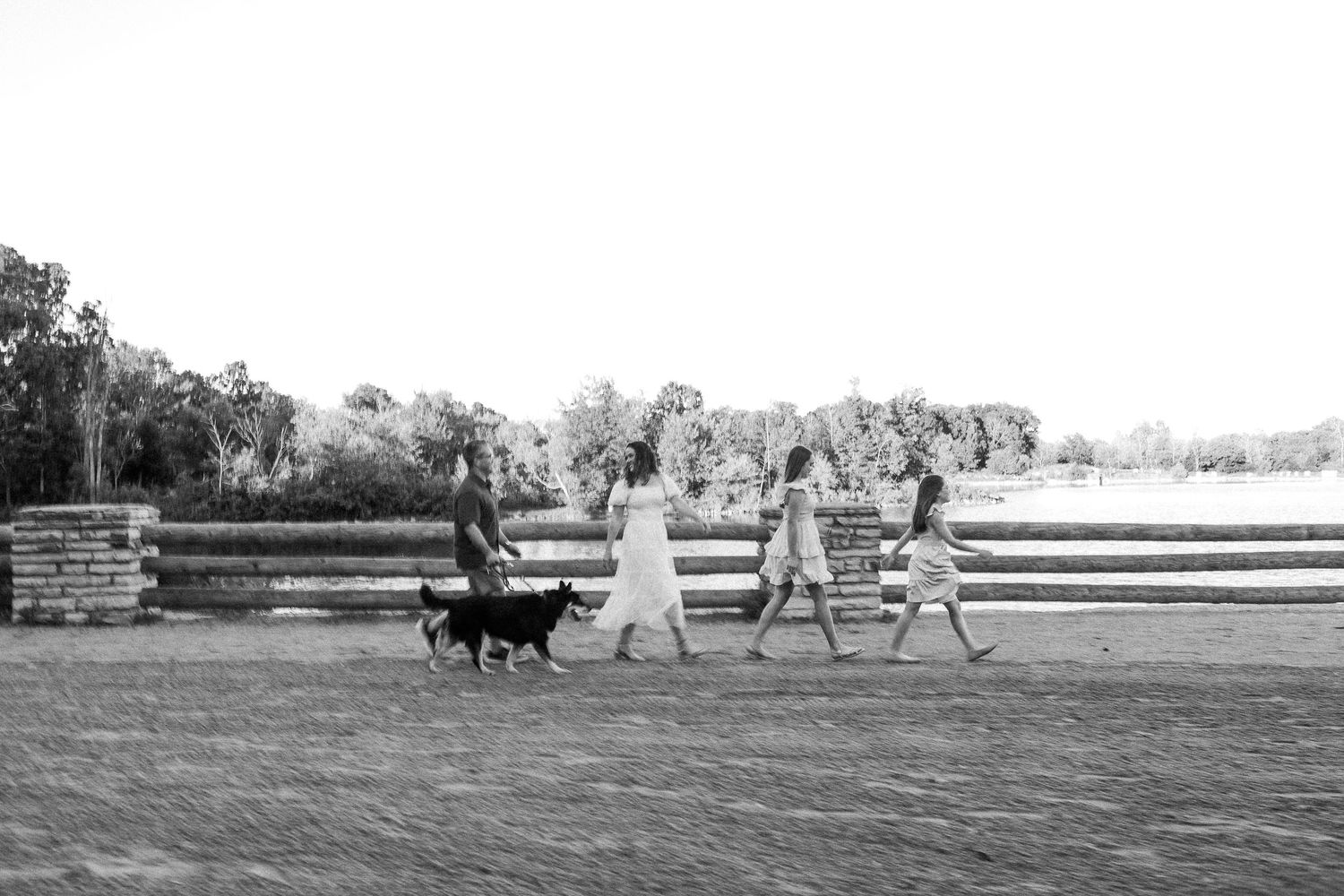 Black and white panoramic view of people and dogs walking across an open field.