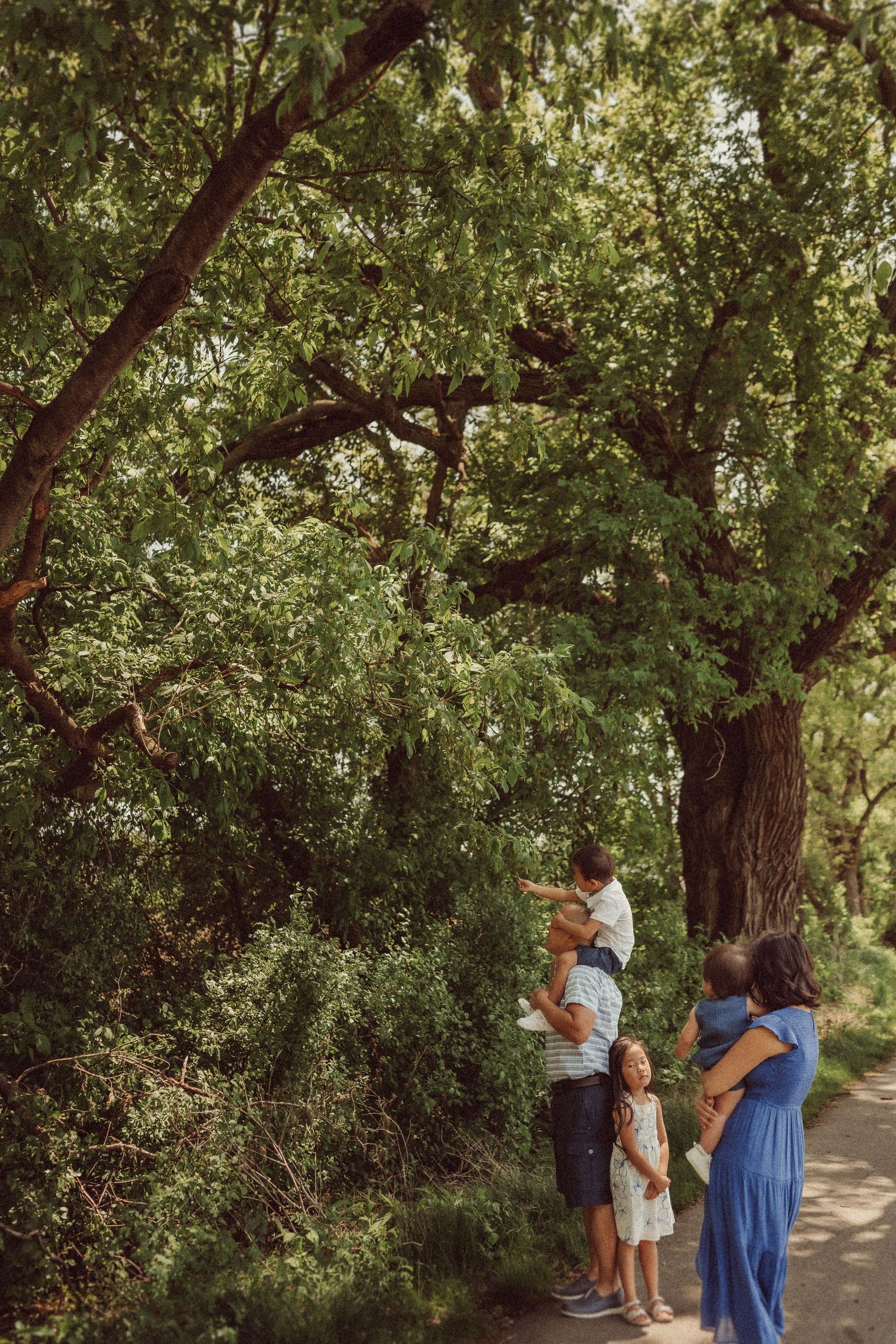 A group stands beneath a towering tree with spreading branches on a nature path.