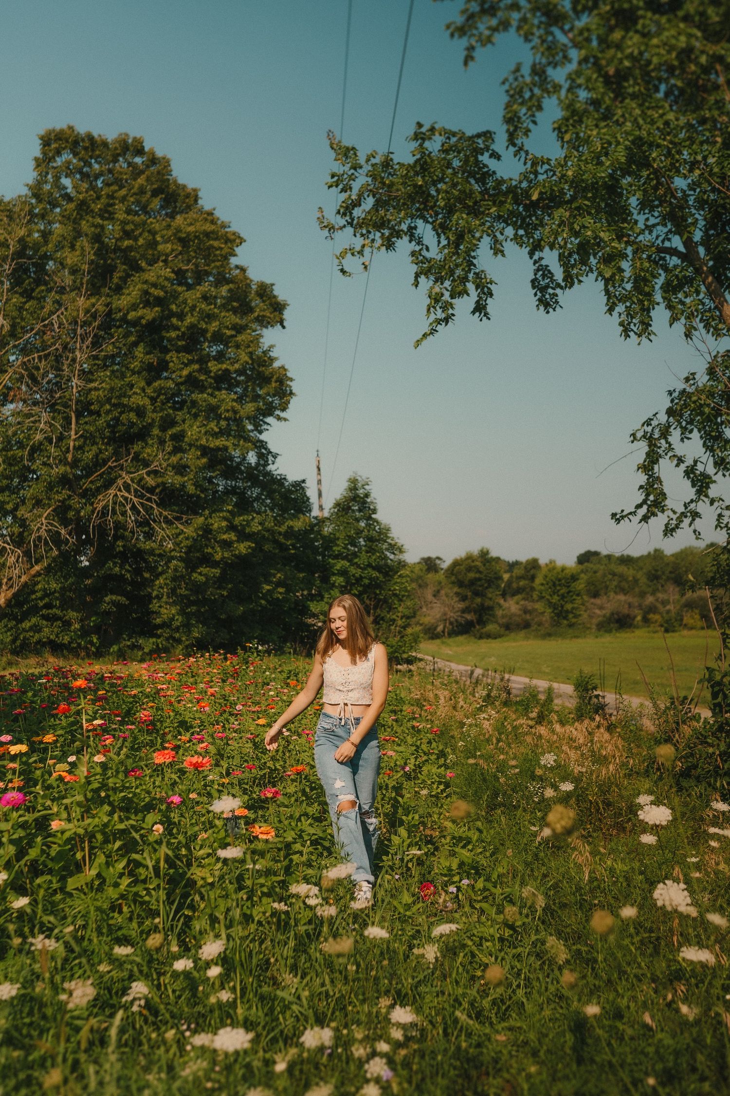 A sunny meadow filled with wildflowers and tall trees, with power lines visible against a clear blue sky.