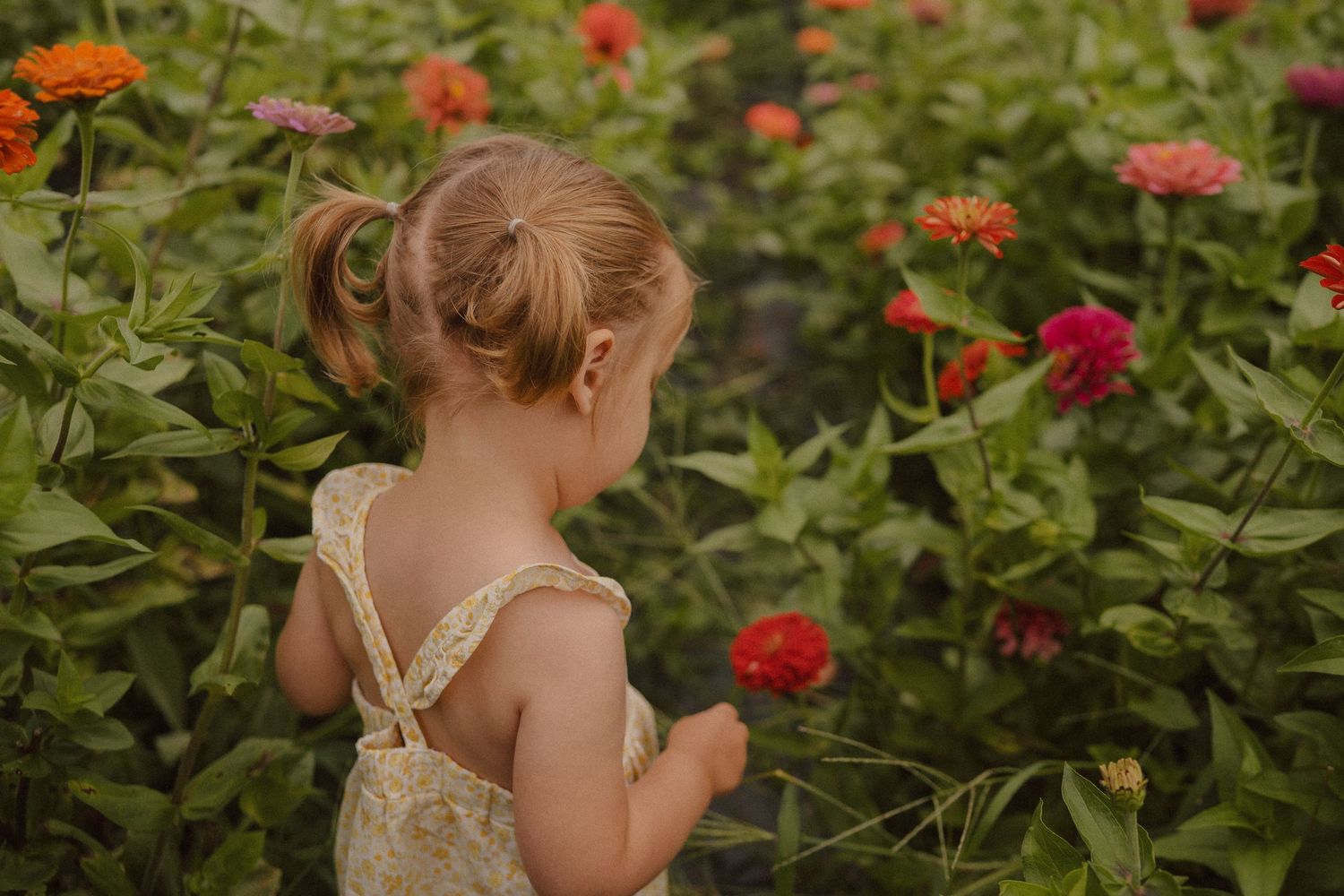 A toddler wearing a cream lace dress explores a vibrant garden filled with blooming red and orange flowers.