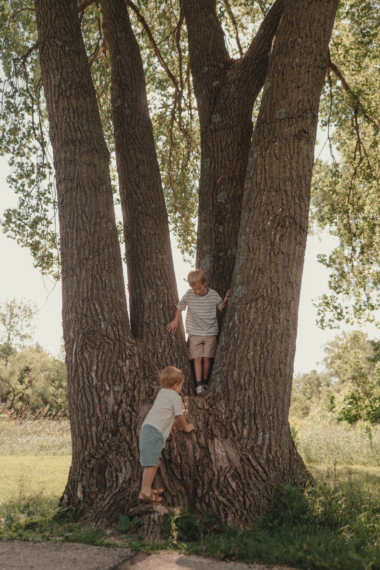 Two young blonde boys climb the thick trunk of a large tree in a sunny outdoor park setting.
