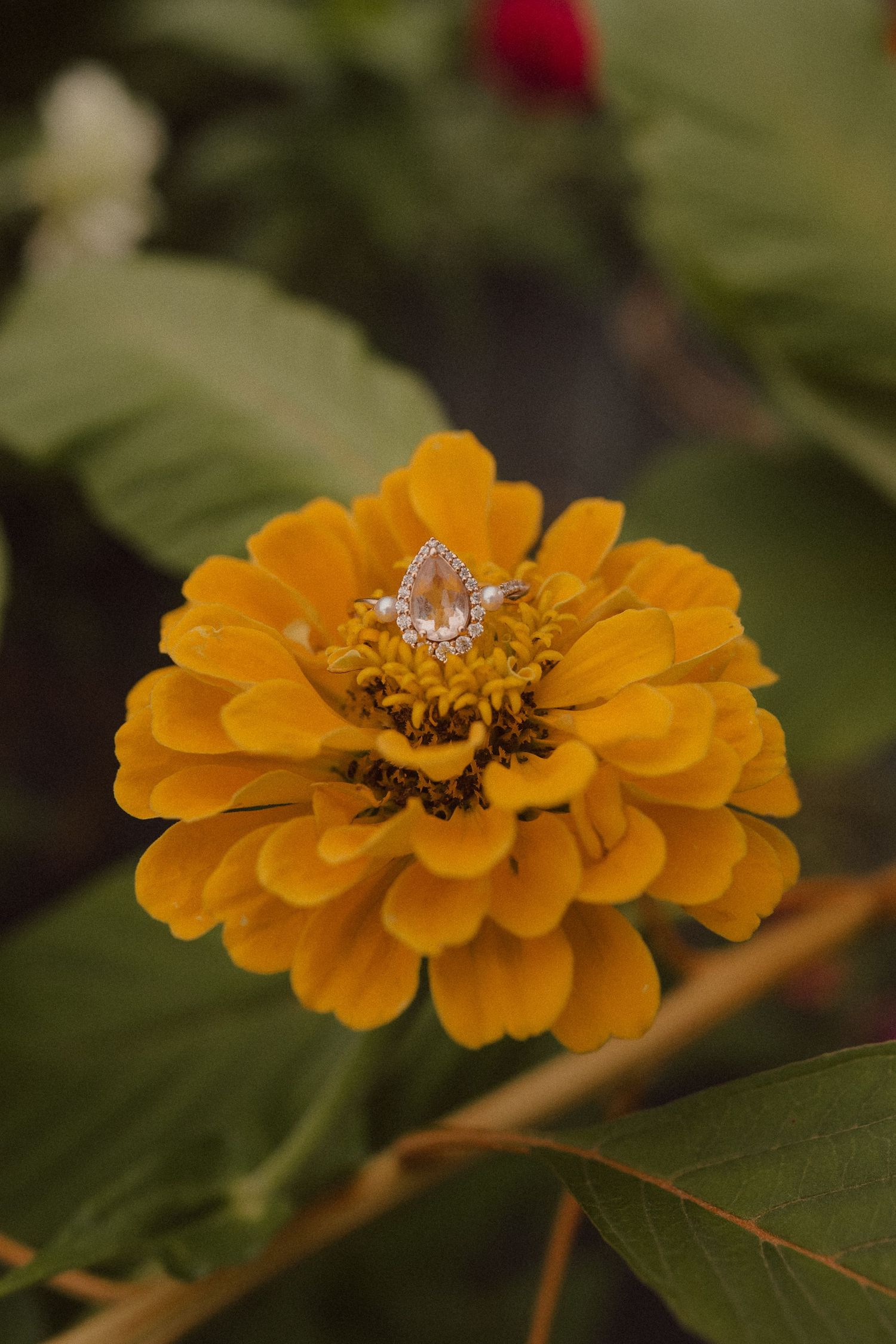 Close-up shot of vibrant orange zinnia flowers with detailed petals and dark green foliage in natural lighting.