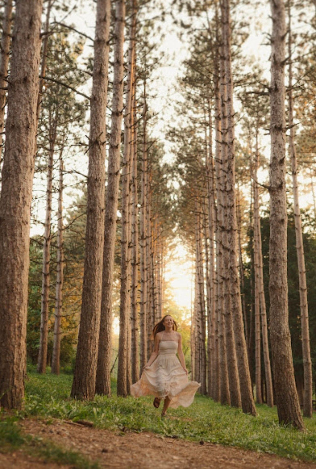 Pine forest path leading to sunset with tall trees creating natural symmetry.
