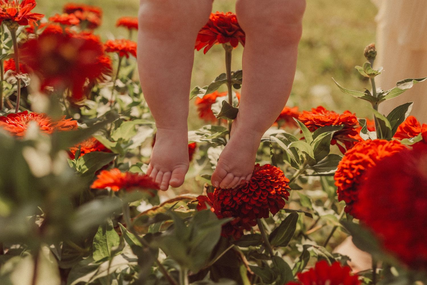 Small bare feet dangle above bright red blooming flowers in a garden.