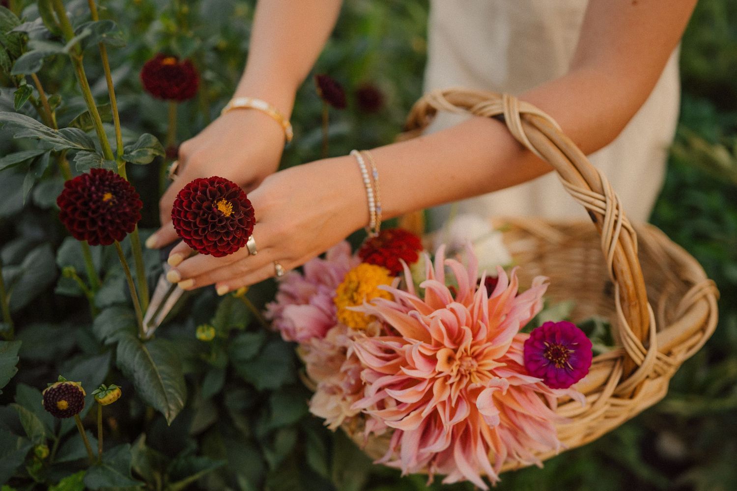 Hands holding a woven basket filled with freshly picked colorful dahlias and garden flowers.
