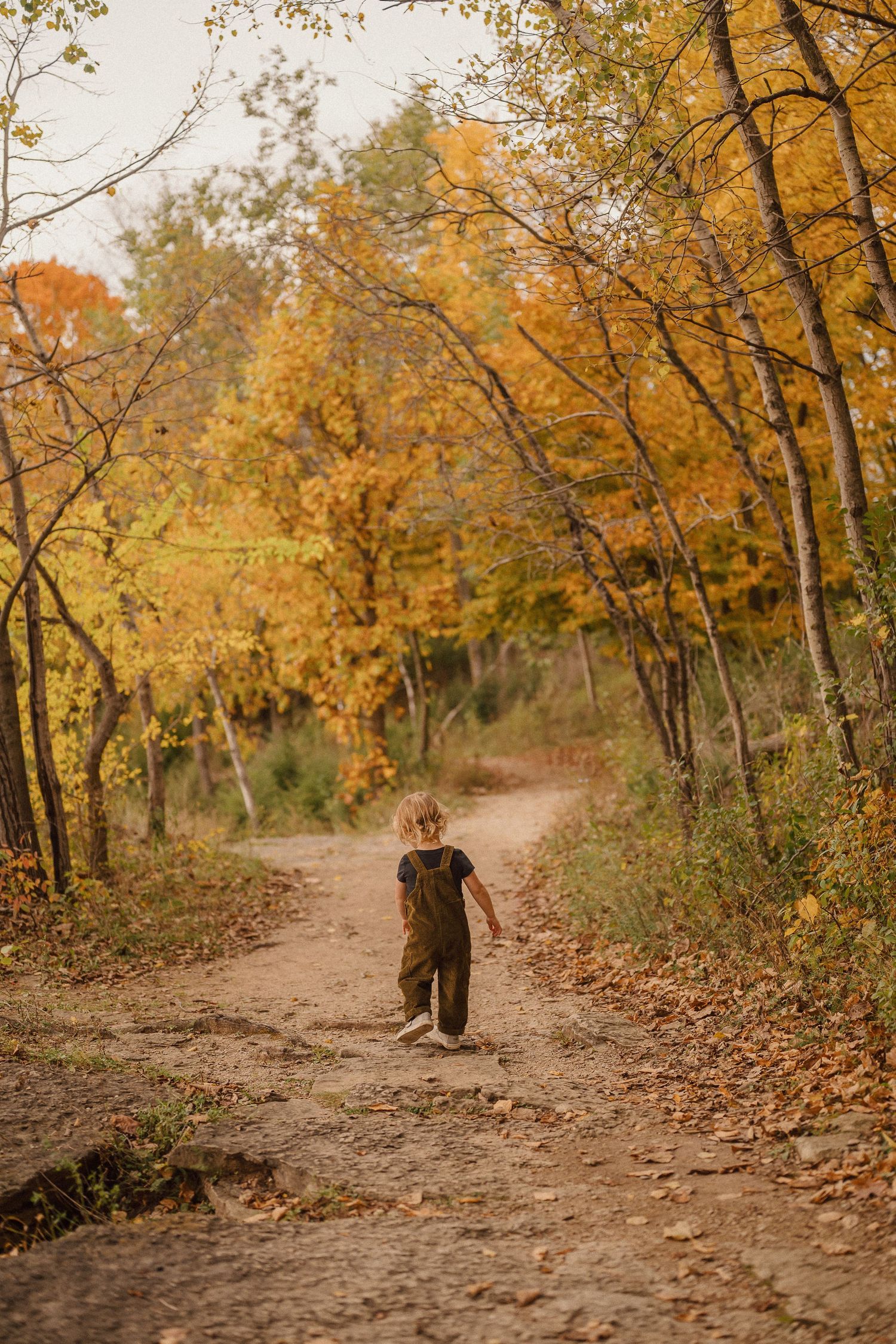 A winding dirt path through a forest with golden autumn leaves and trees.