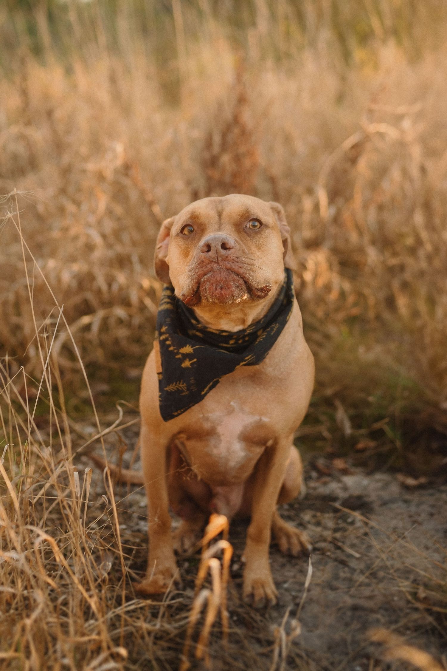 Friendly pitbull dog wearing a black bandana sits in golden grass at sunset.