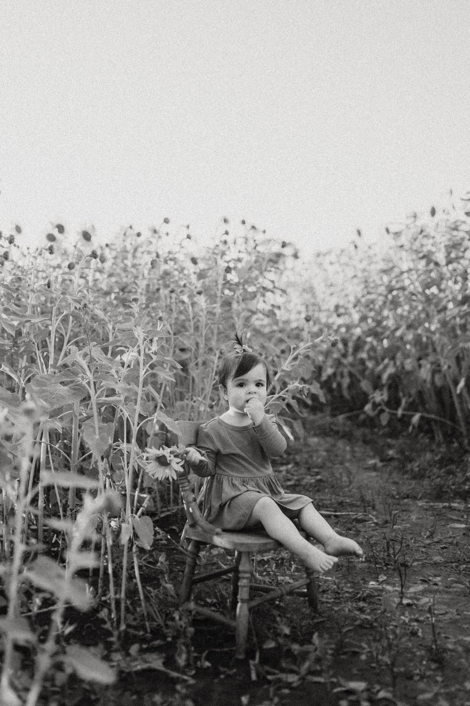 Black and white photo of a child sitting on wooden chair amidst tall sunflowers.