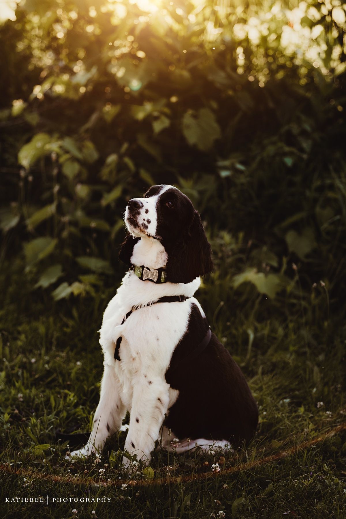 A black and white English Springer Spaniel dog sits regally in golden sunlight.