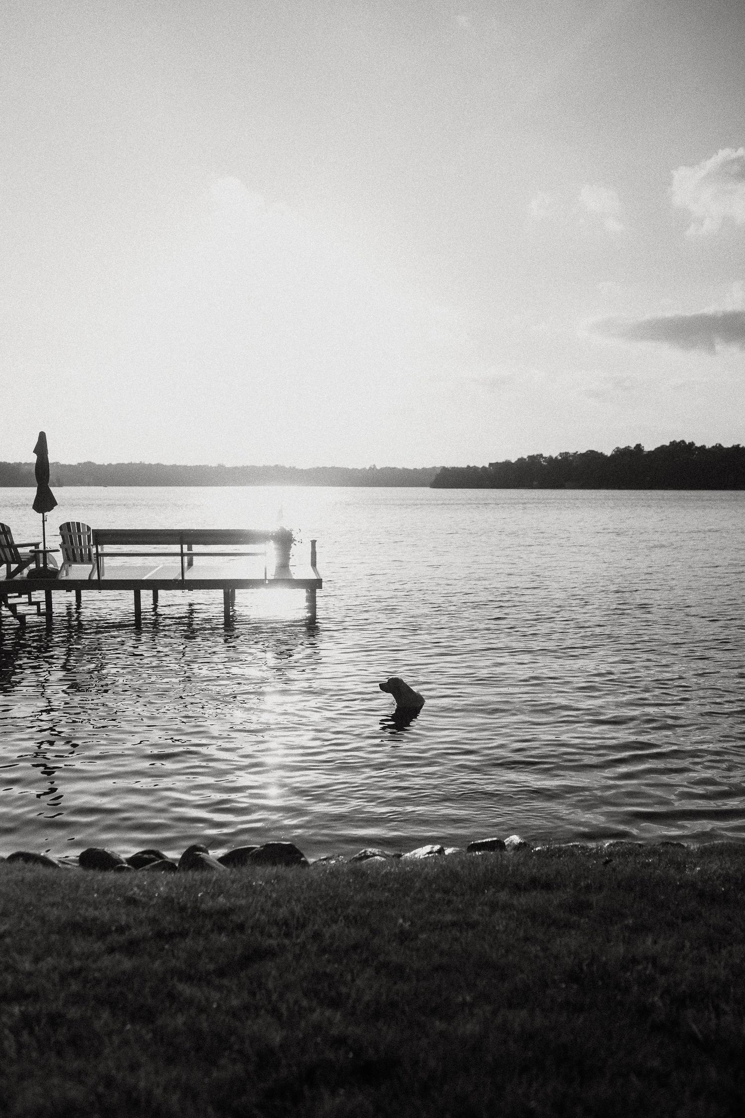 A dog swims near a peaceful lake dock at sunset in black and white.