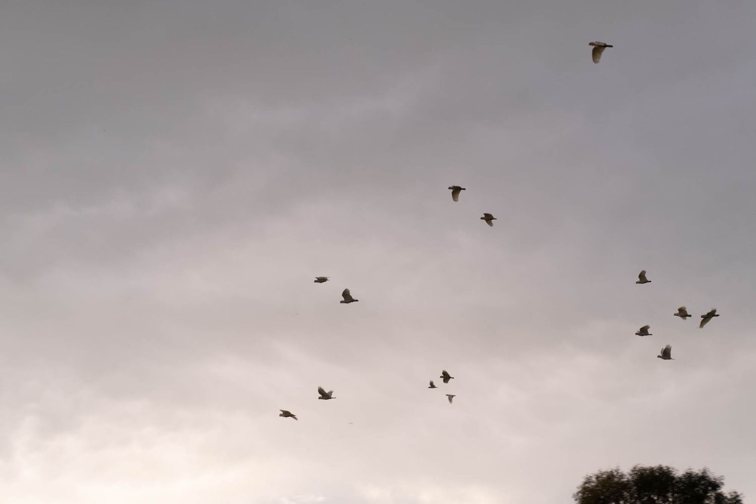 Sunshine Coast lifestyle photography: white cockatoos flying against a moody dusk sky, captured for premium real estate property marketing