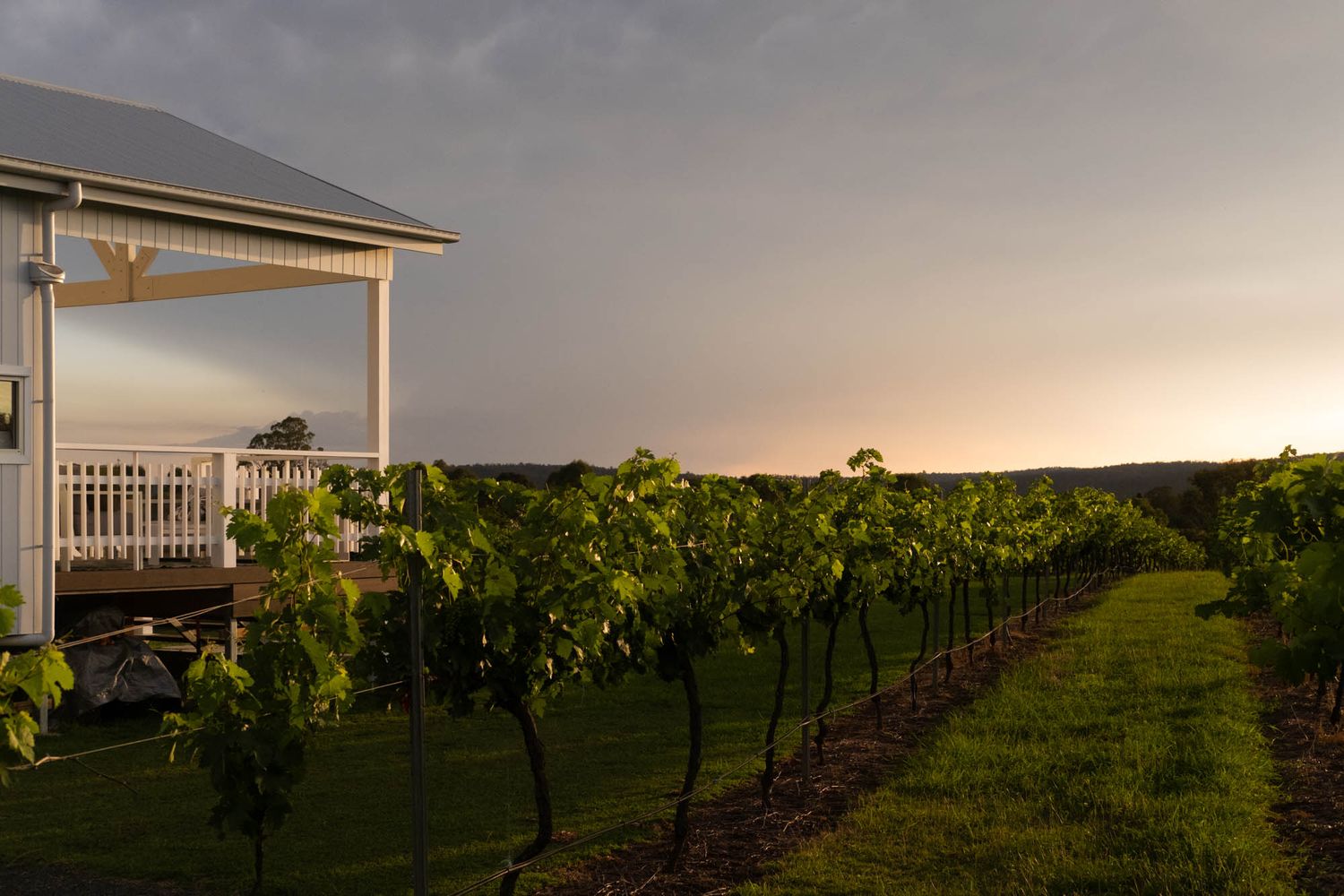 Sunshine Coast real estate photography: architectural white cabin and lush vineyard rows captured at sunset to highlight property lifestyle