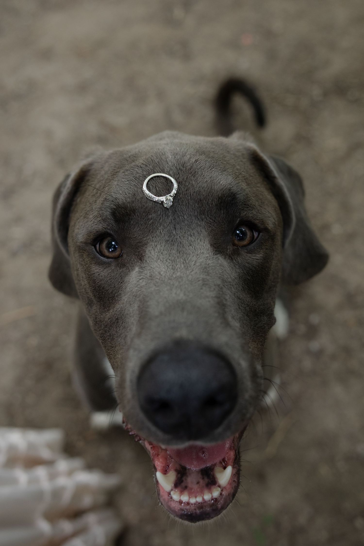 Close-up sequence of a happy grey dog with a playful smile and expressive eyes.