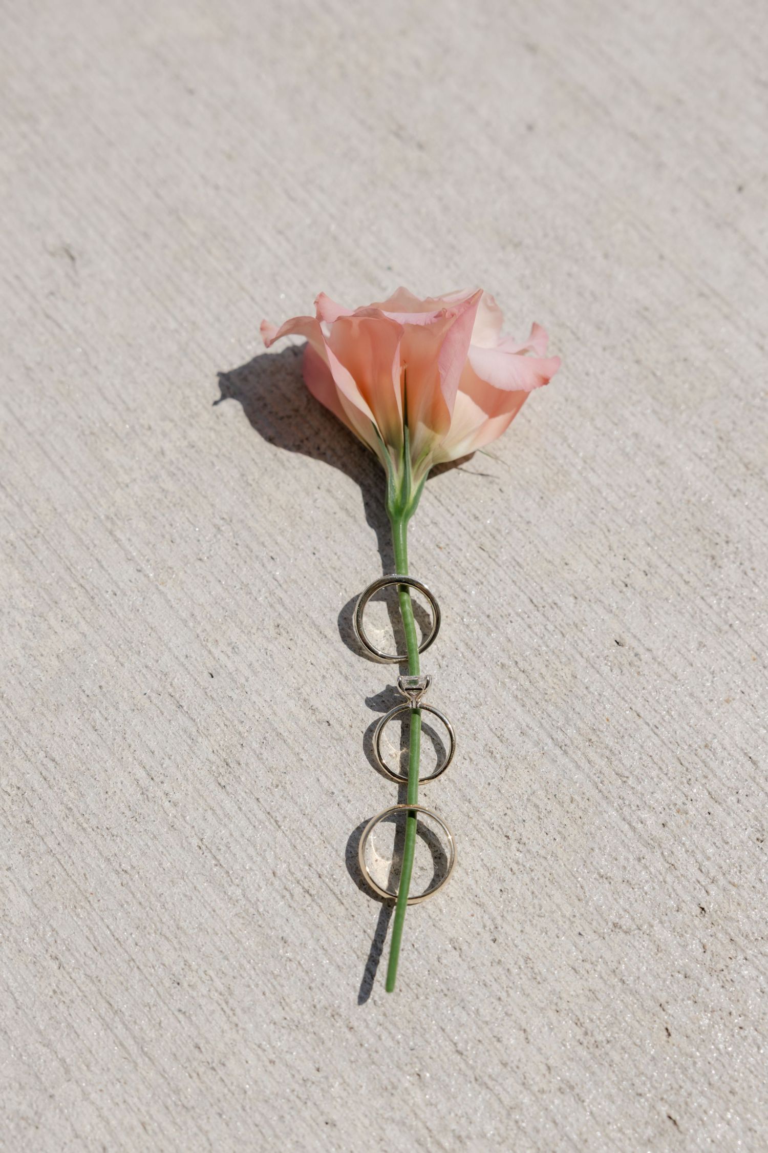 Sequence of pink flowers with metal stands in a progression.