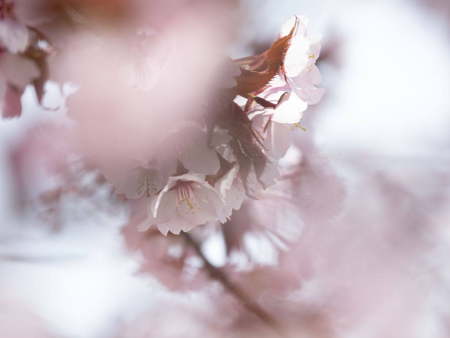Prunus sargentii