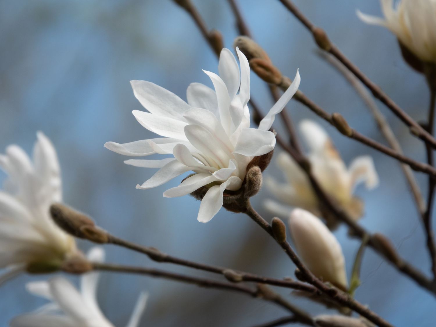 Magnolia stellata