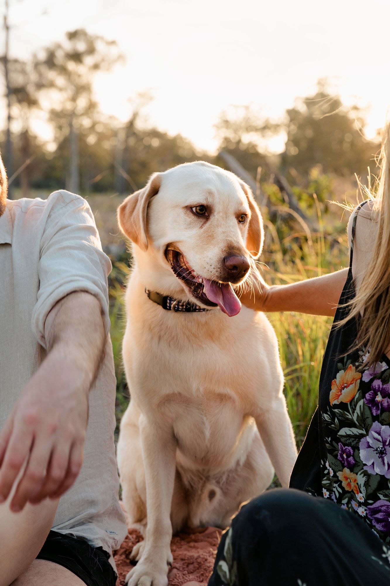 Pet photography Brisbane.