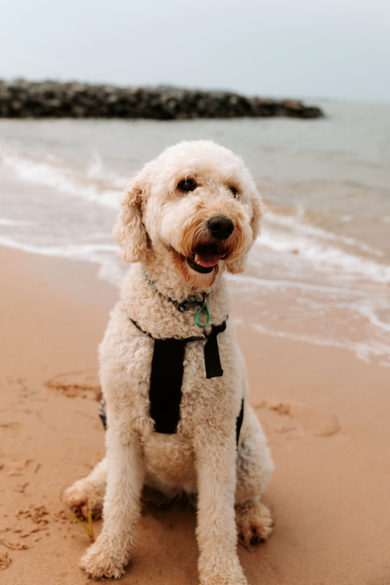 Redlands pet photography in Queensland.