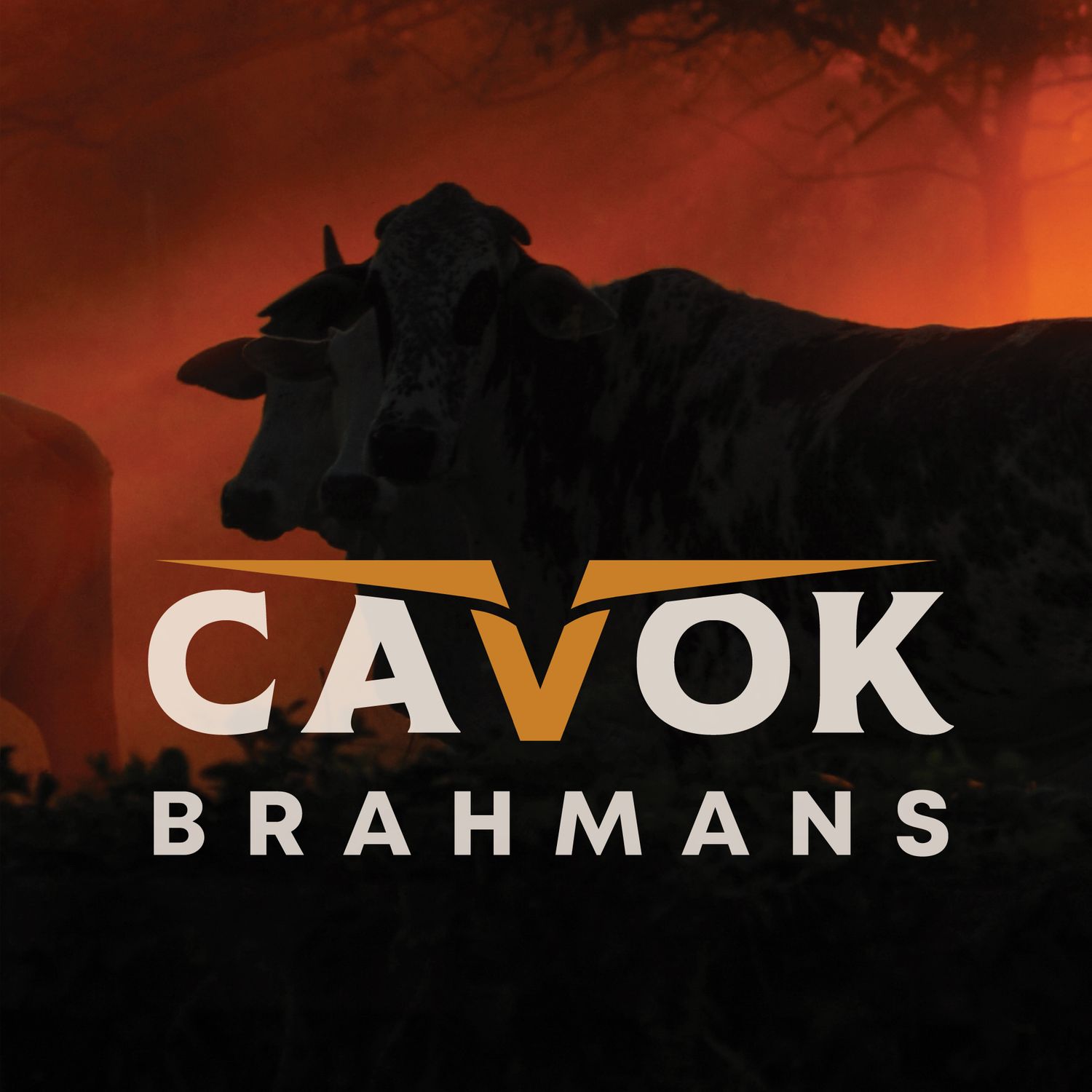 Brisbane branding design and logo for Cavok Brahmans.