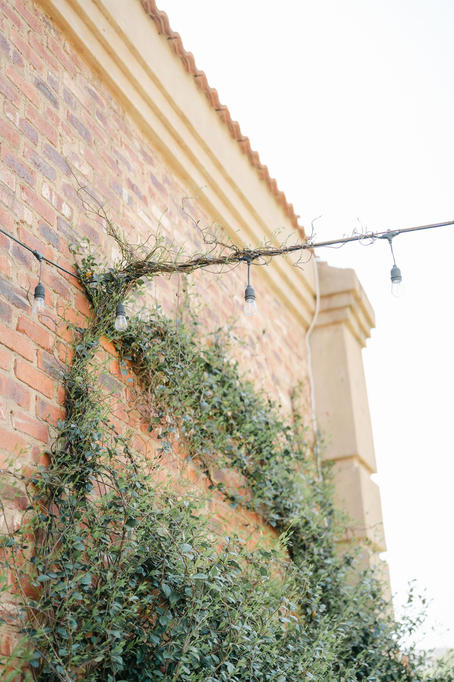 Close-up view of climbing vines growing against a brick wall with architectural molding detail.