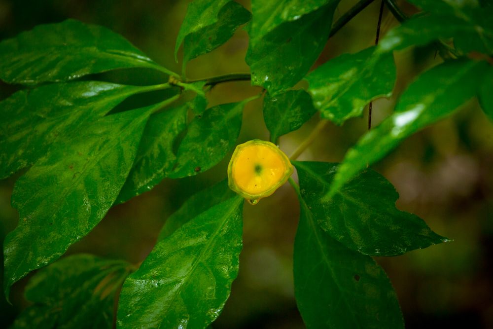 A small yellow berry grows among vibrant green leaves in a forest setting.