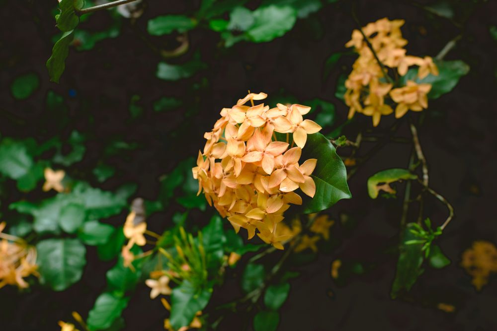 Delicate yellow hydrangea flowers bloom against lush green foliage in a garden setting.