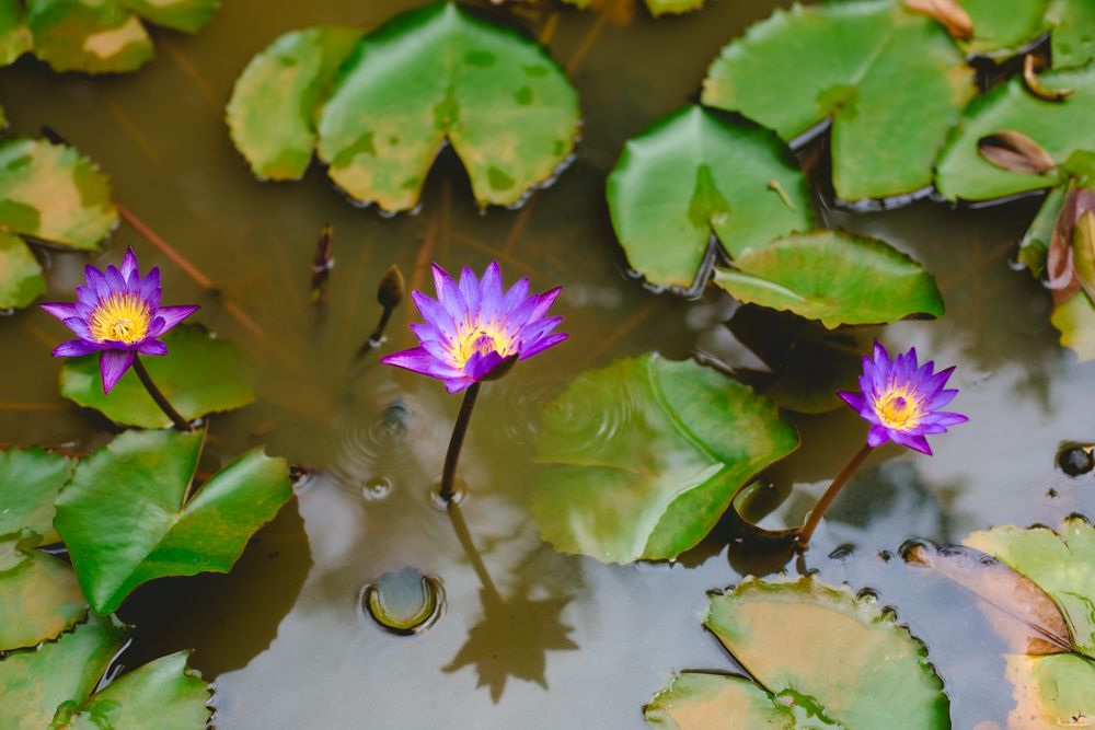 Vibrant purple water lilies bloom among green lily pads in a serene pond setting.