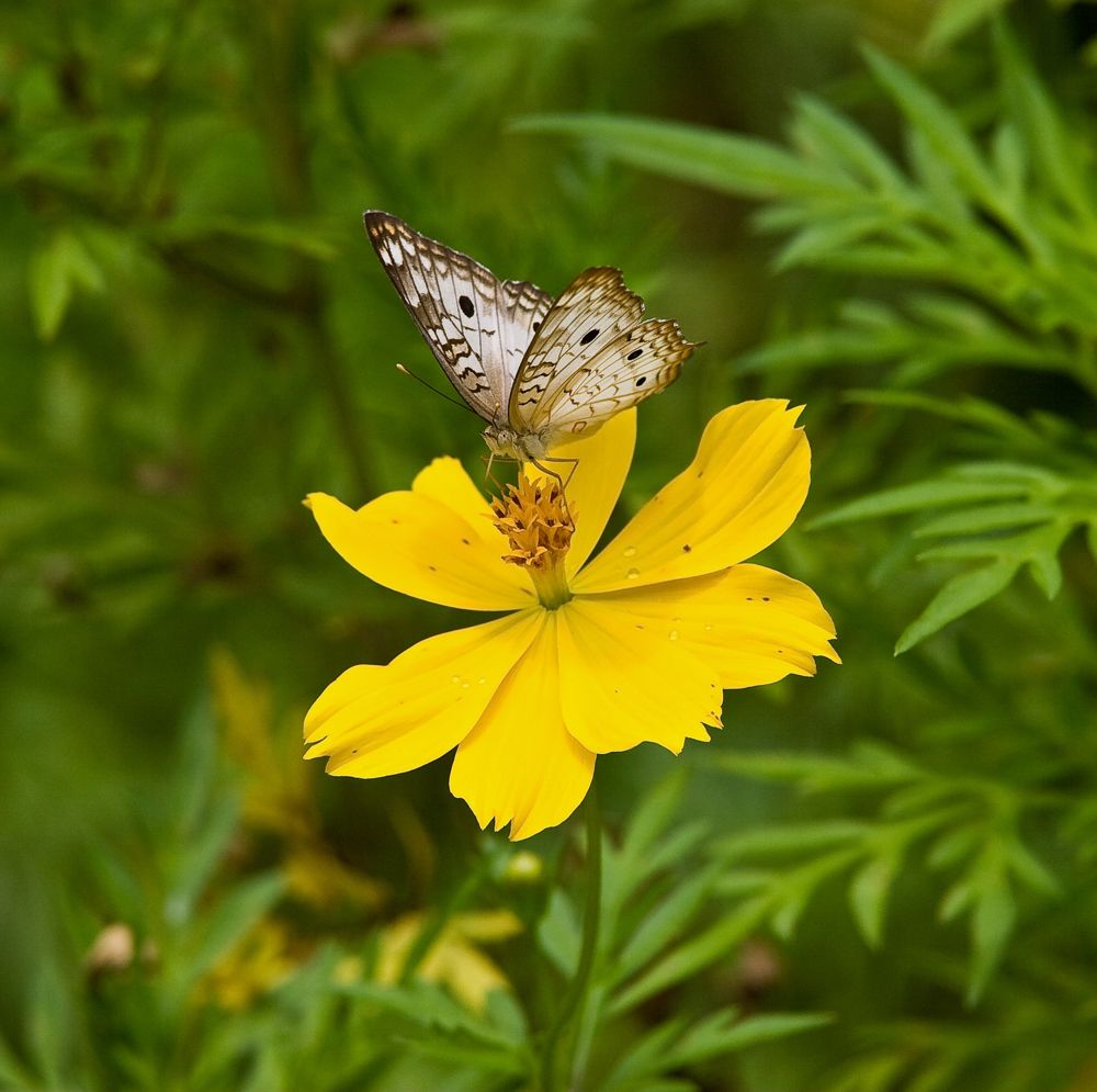 A white and brown butterfly perches delicately on a bright yellow cosmos flower in a lush garden setting.