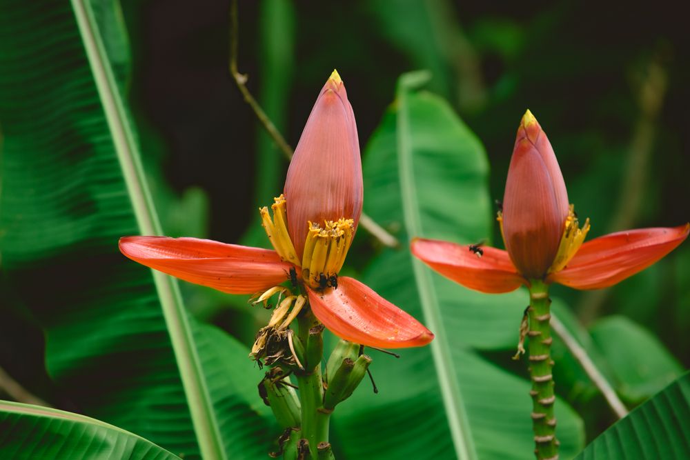 Pink and orange heliconia flowers bloom against lush green tropical foliage in a garden setting.