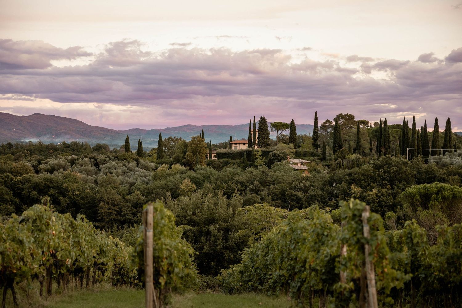 Rolling Tuscan hills with cypress trees and vineyards under dramatic purple clouds at sunset.