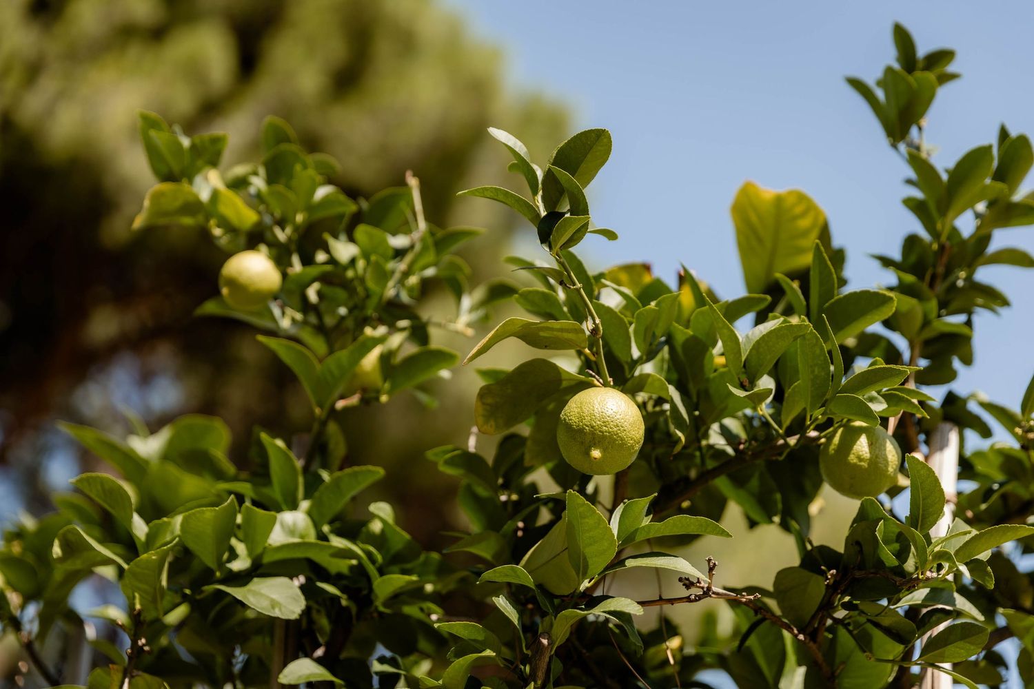Fresh citrus fruits growing on tree branches against bright blue sky.