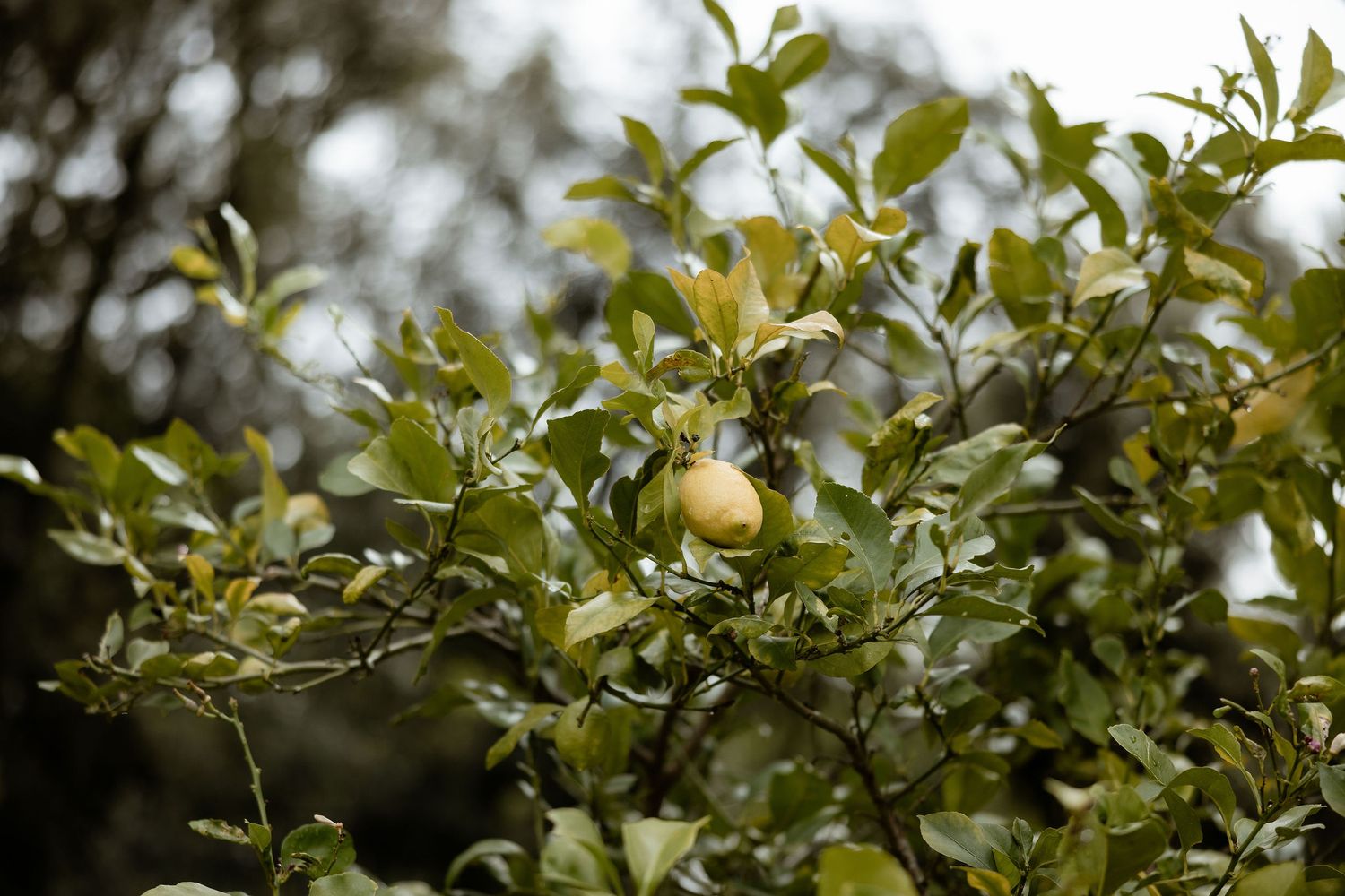 Green citrus fruits growing on tree branches with dense foliage in natural outdoor setting.