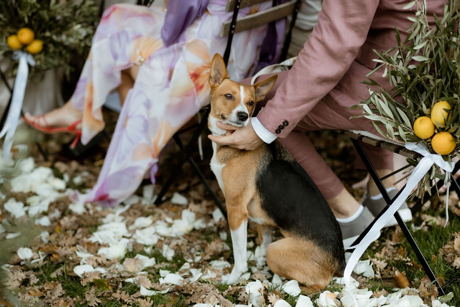 A small brown and white dog plays in fallen cherry blossom petals scattered on the ground during springtime.