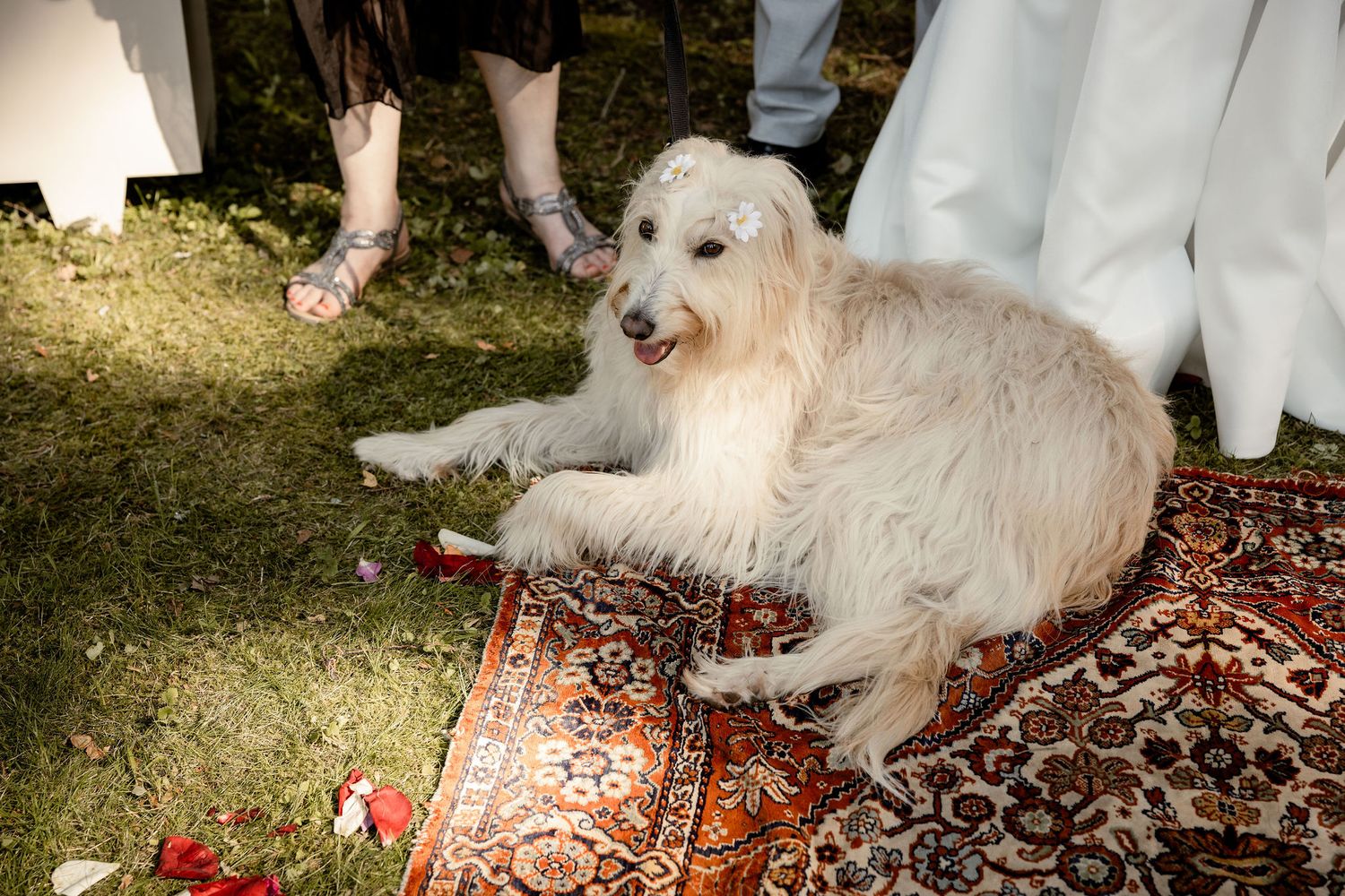 A fluffy white dog rests on an ornate oriental rug during an outdoor event.