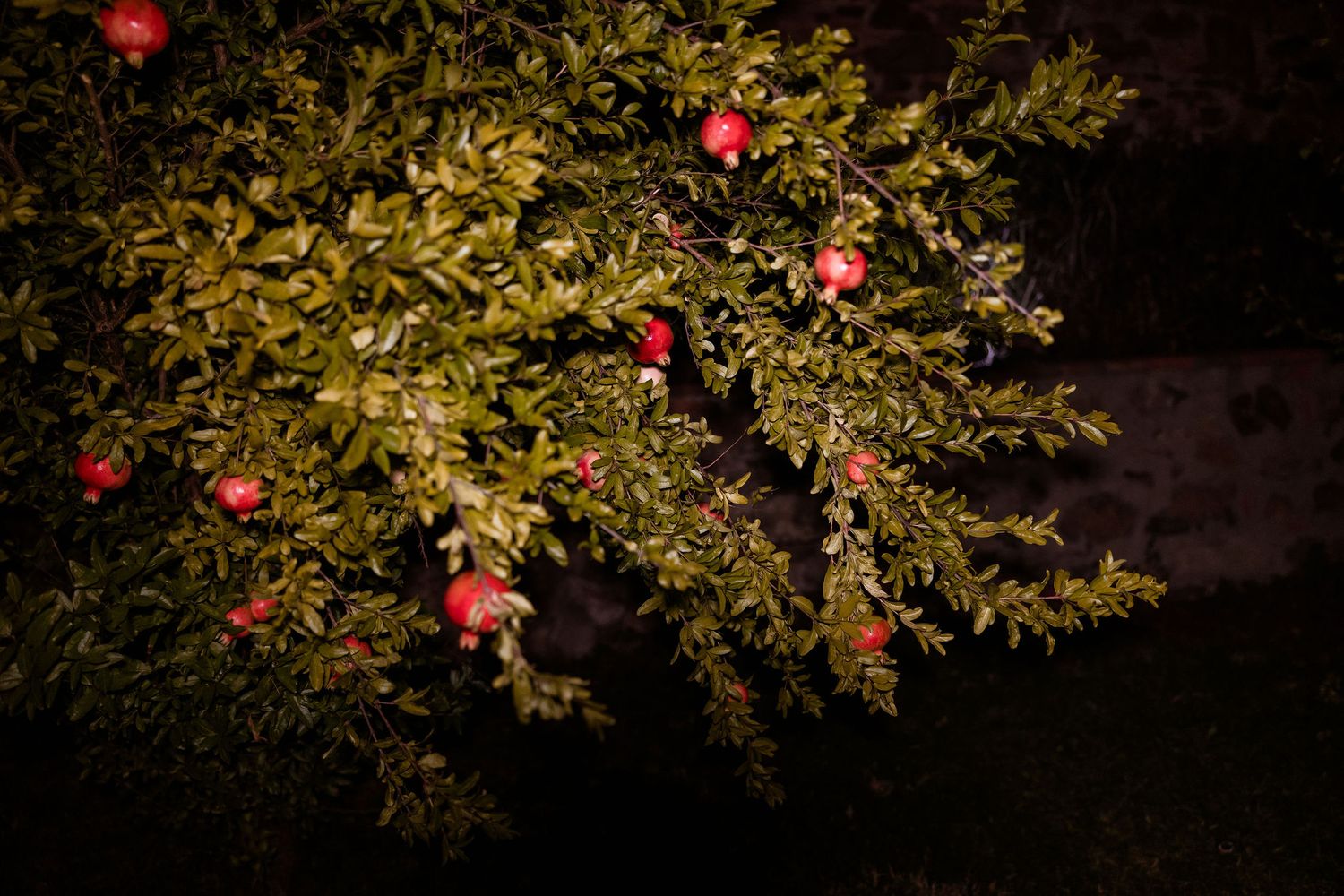 Red pomegranates growing on tree branches with green leaves illuminated against dark background at night.