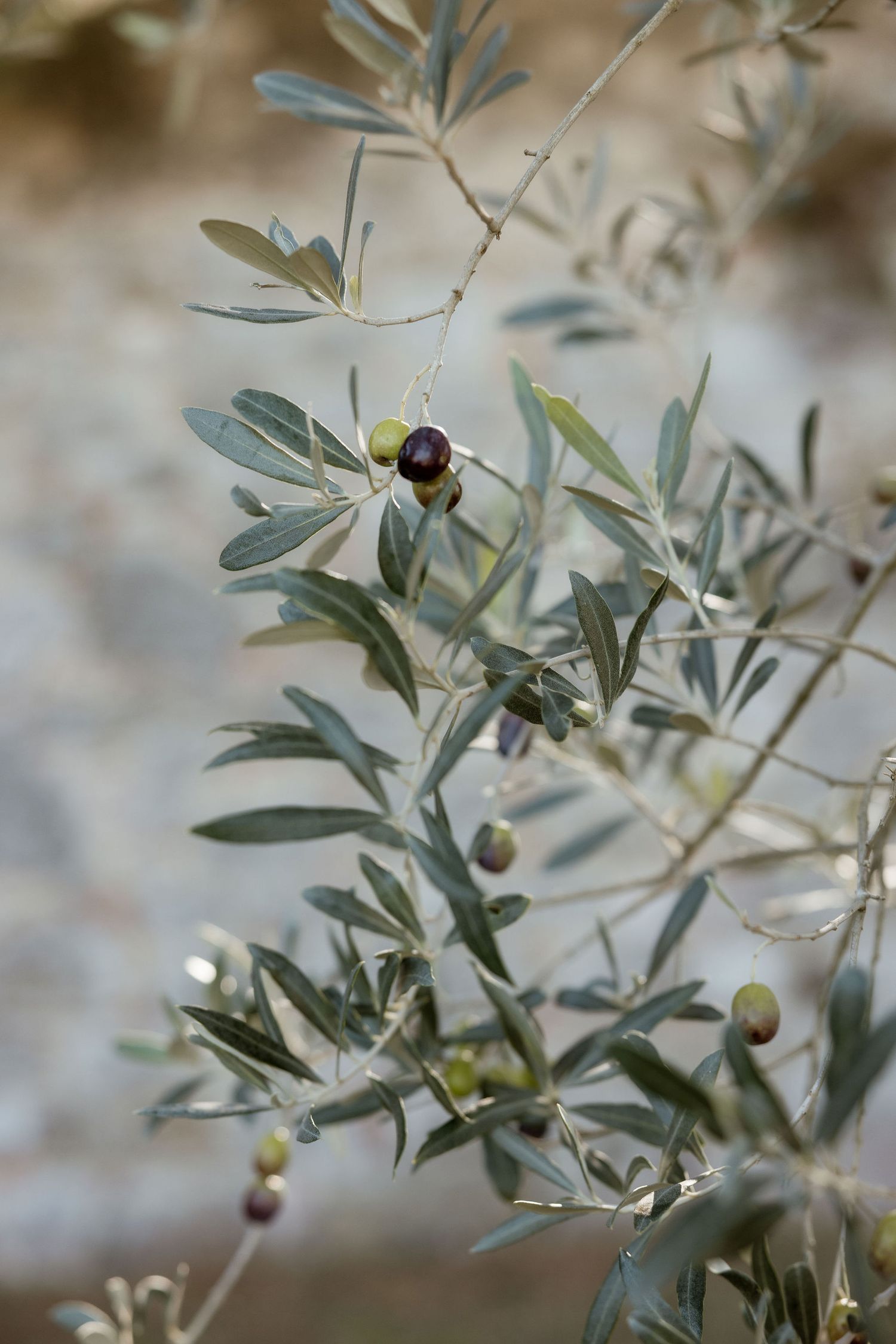 Close-up of olive tree branches with small dark olives growing among silvery-green leaves.