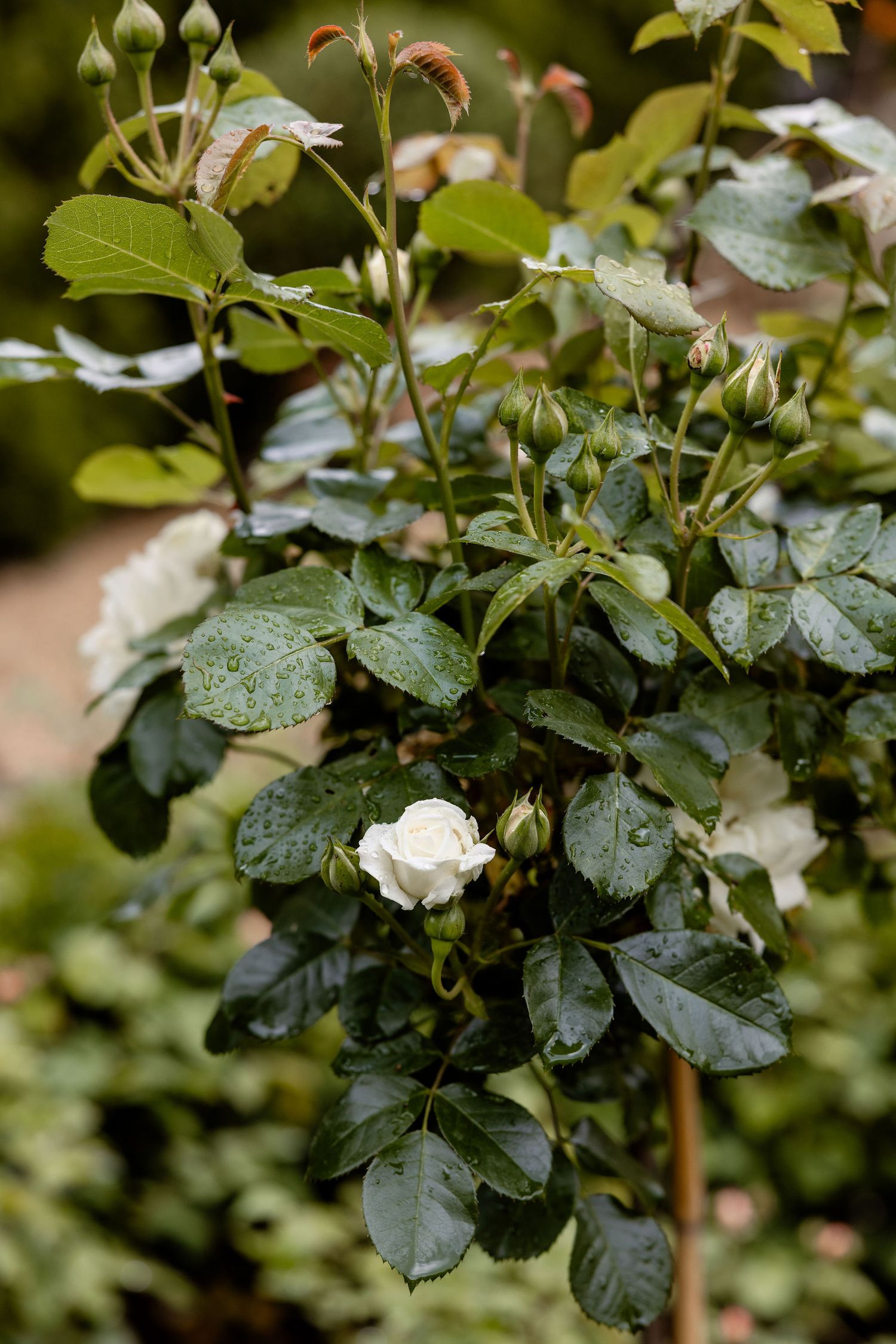 White rose blooms on a bush with rain-covered green leaves in a garden setting.